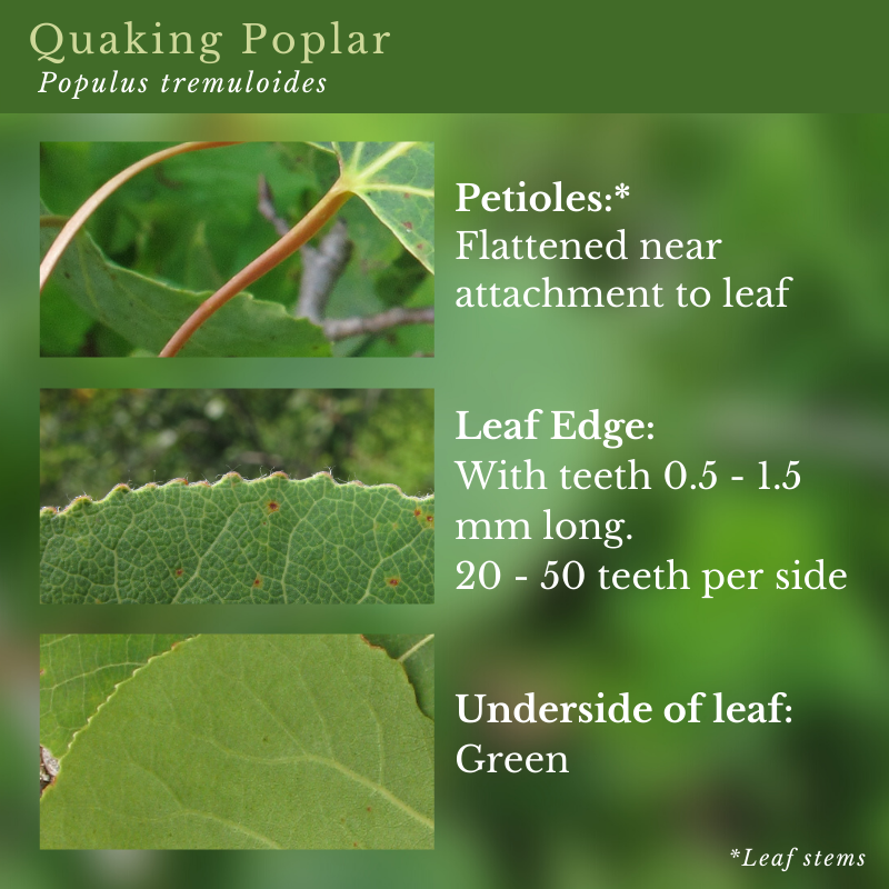 Quaking Poplar (Populus tremuloides)