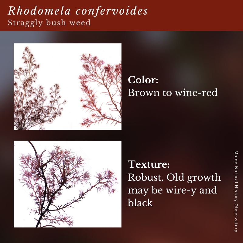 Rhodomela confervoides (Straggly bush weed)
